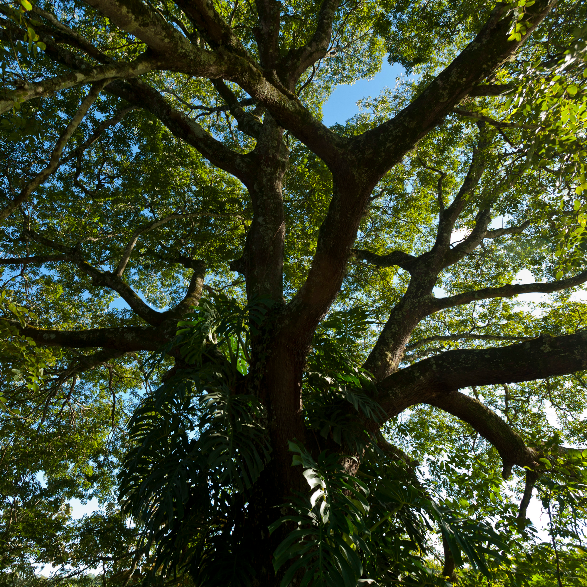 Copaiba Propolis Spray