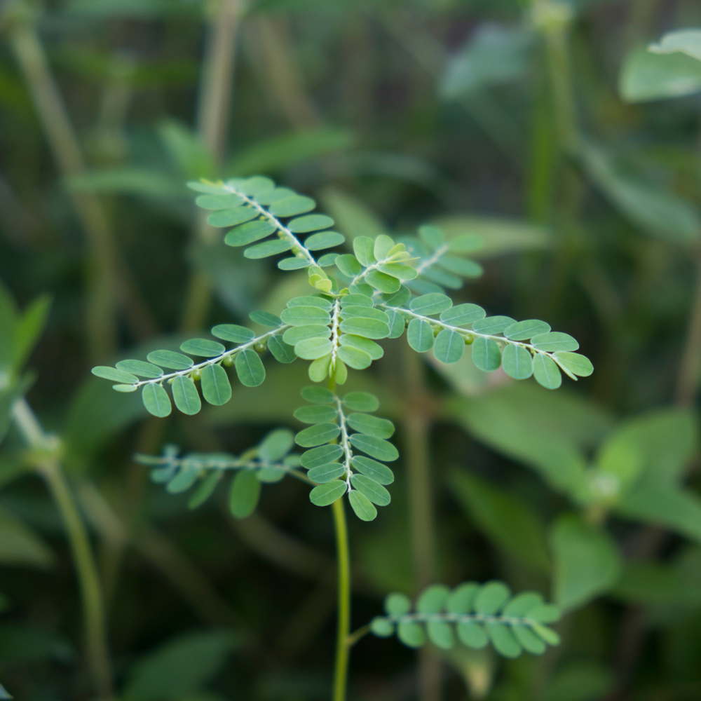 Nahrungsmittel Ergänzung