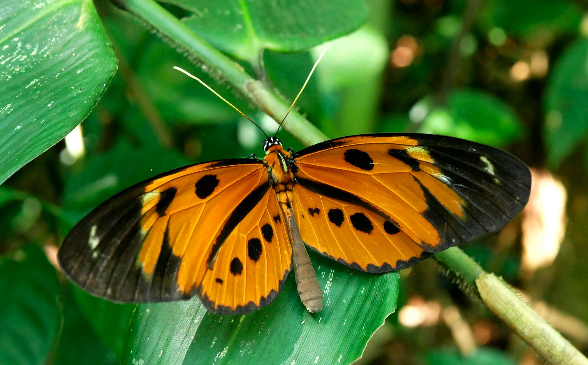 Butterfly orange nature